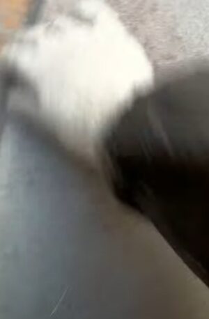 ベランダ下地調整